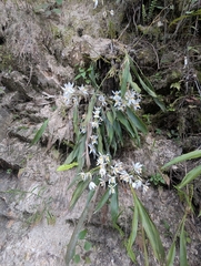 Coelogyne nitida, photograph (c) Sagnik Dutta Roy, some rights reserved (CC BY)