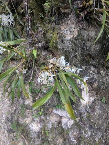 Coelogyne nitida, photograph 6