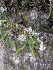Coelogyne nitida, photograph (c) Sagnik Dutta Roy, some rights reserved (CC BY)