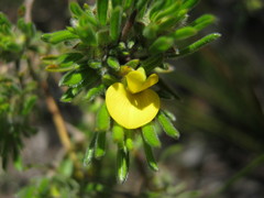 Pultenaea tenuifolia