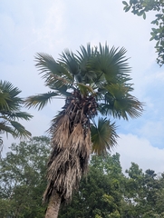 Windmill Palm (Trachycarpus latisectus)