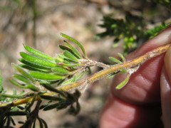 Pultenaea tenuifolia