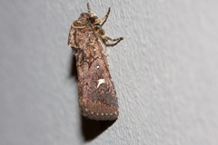 Proteuxoa hydraecioides