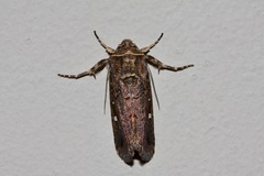 Proteuxoa hydraecioides