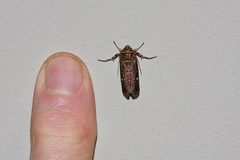 Proteuxoa hydraecioides