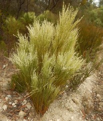 Choretrum glomeratum