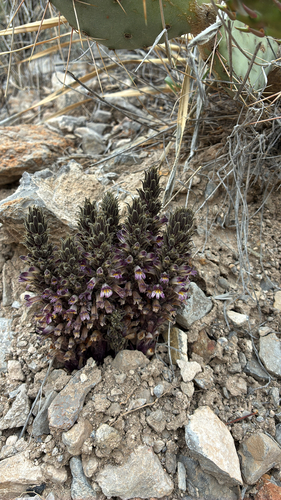 desert broomrape