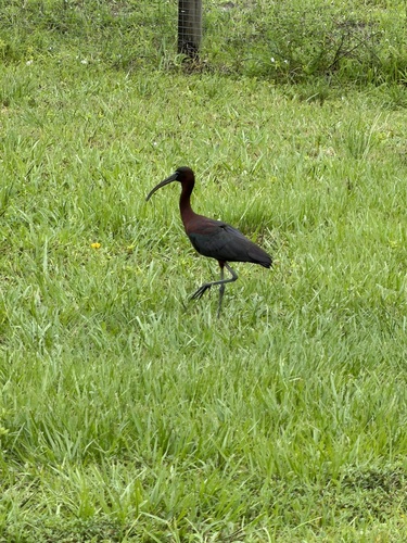 iNaturalist: (c) Rawspaghetti05, some rights reserved (CC BY-NC), uploaded by Rawspaghetti05 iNaturalist image