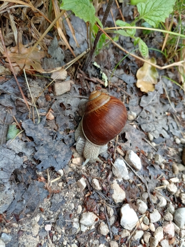 Roman Snail