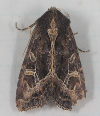 Helotropha reniformis
