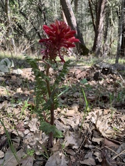 Pedicularis densiflora