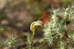 Pterostylis ampliata