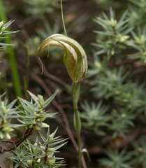 Pterostylis ampliata