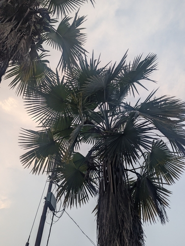 Trachycarpus latisectus