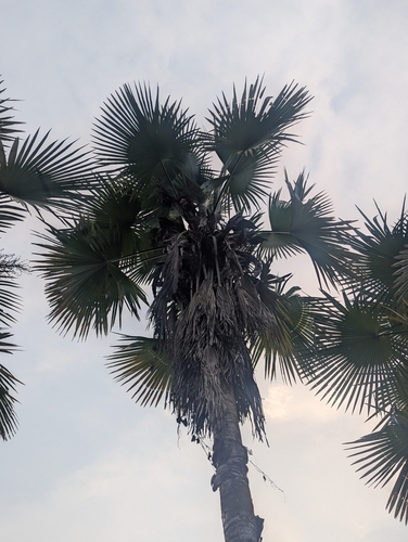 Trachycarpus latisectus, photograph 1