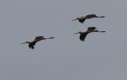 iNaturalist image