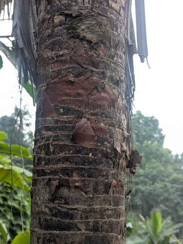 Trachycarpus latisectus, photograph 2