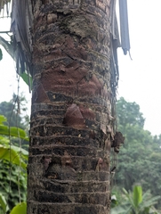 Trachycarpus latisectus, photograph (c) Sagnik Dutta Roy, some rights reserved (CC BY)