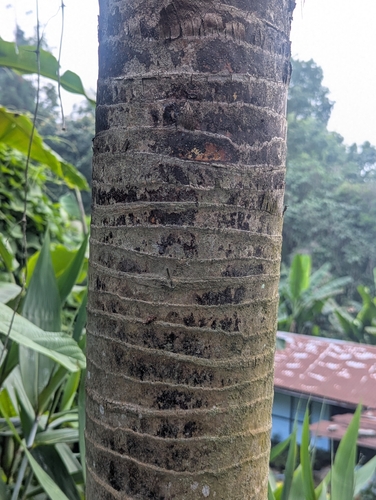 Trachycarpus latisectus, photograph 3