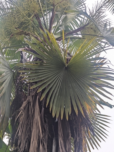 Trachycarpus latisectus, photograph 4