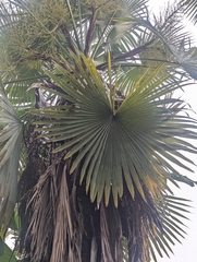 Trachycarpus latisectus, photograph (c) Sagnik Dutta Roy, some rights reserved (CC BY)