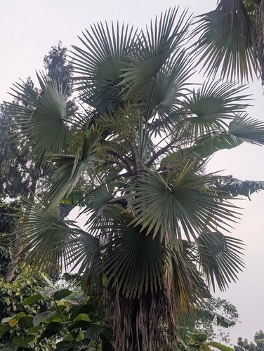 Trachycarpus latisectus, photograph 5