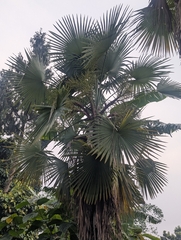 Trachycarpus latisectus, photograph (c) Sagnik Dutta Roy, some rights reserved (CC BY)