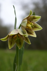 Fritillaria agrestis