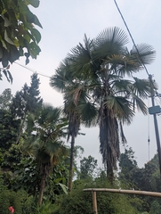Trachycarpus latisectus, photograph (c) Sagnik Dutta Roy, some rights reserved (CC BY)