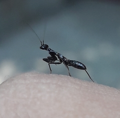 Odontomantis