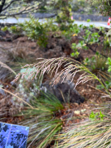 Deschampsia nubigena observed 2026-05-31