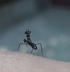 Odontomantis
