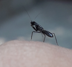 Odontomantis