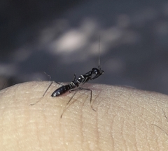 Odontomantis