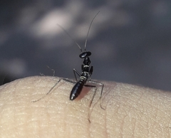 Odontomantis