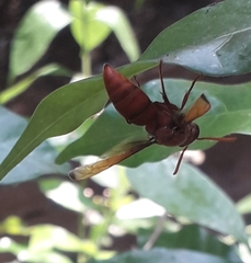 Antodynerus limbatus