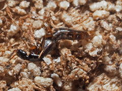 Gabrius splendidulus