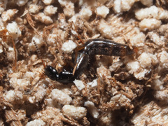 Gabrius splendidulus