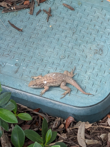 Northern Curly-tailed Lizard