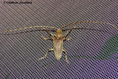 Acalolepta rusticatrix