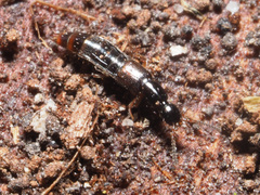 Gabrius splendidulus