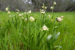 Fritillaria agrestis