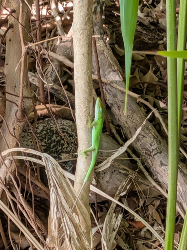 Anolis