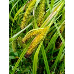 Carex comosa