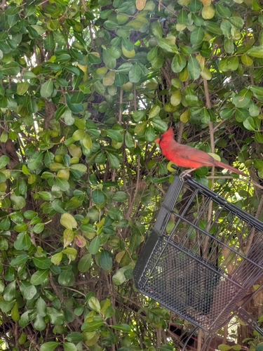 Cardenal norteño