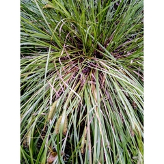Carex comosa