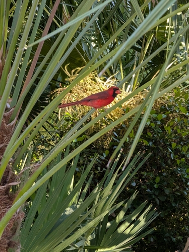 Cardenal norteño