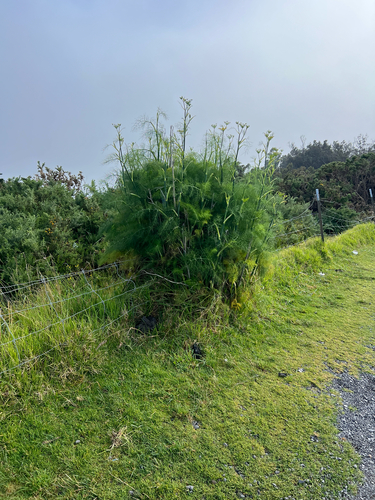 Foeniculum vulgare observed 2026-05-31