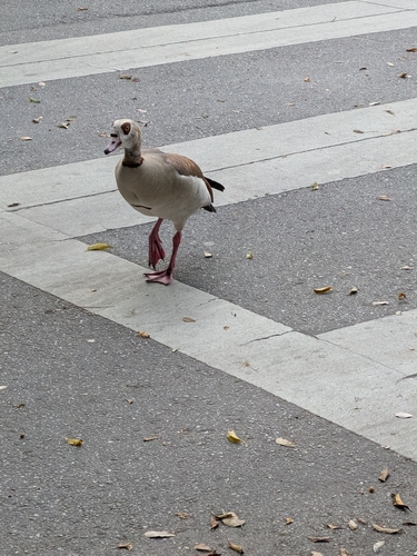 Egyptian Goose