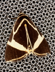 Fodina ostorius
